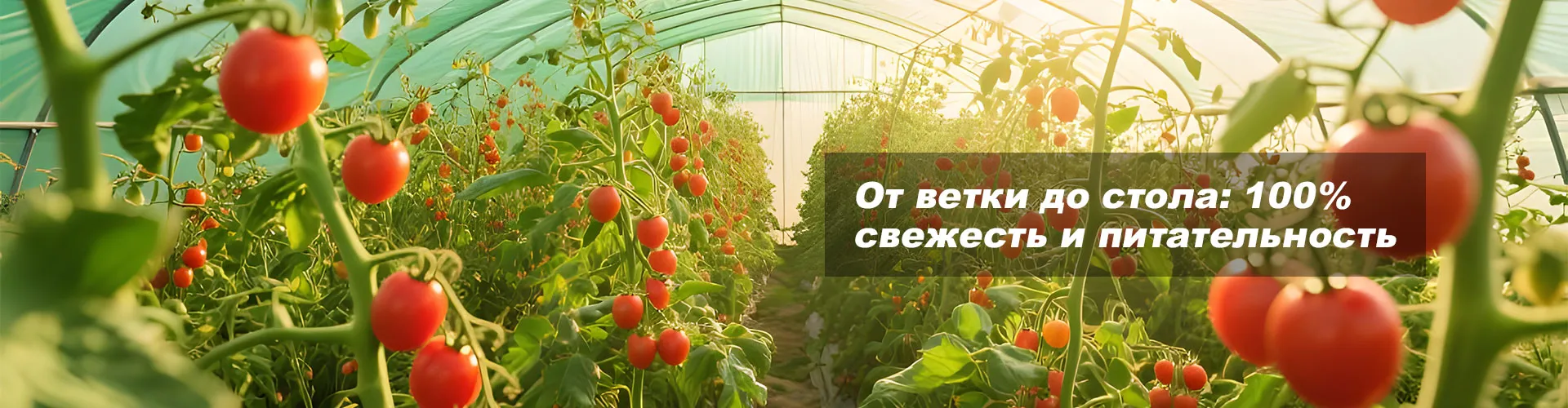 Мелкоплодный помидор «Мэнсян Милянь»