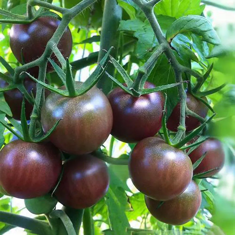 Вишневые помидоры стали новым фаворитом мирового рынка свежих продуктов доля превысила 26,9%