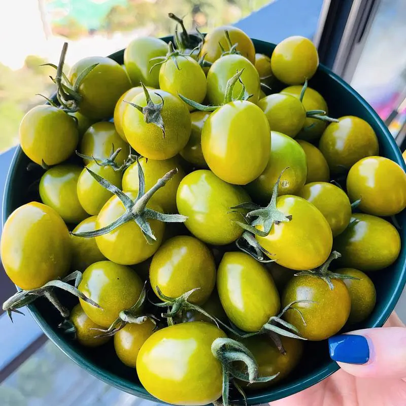 Крупноплодный помидор «Мэнсян Цинтянь 2»