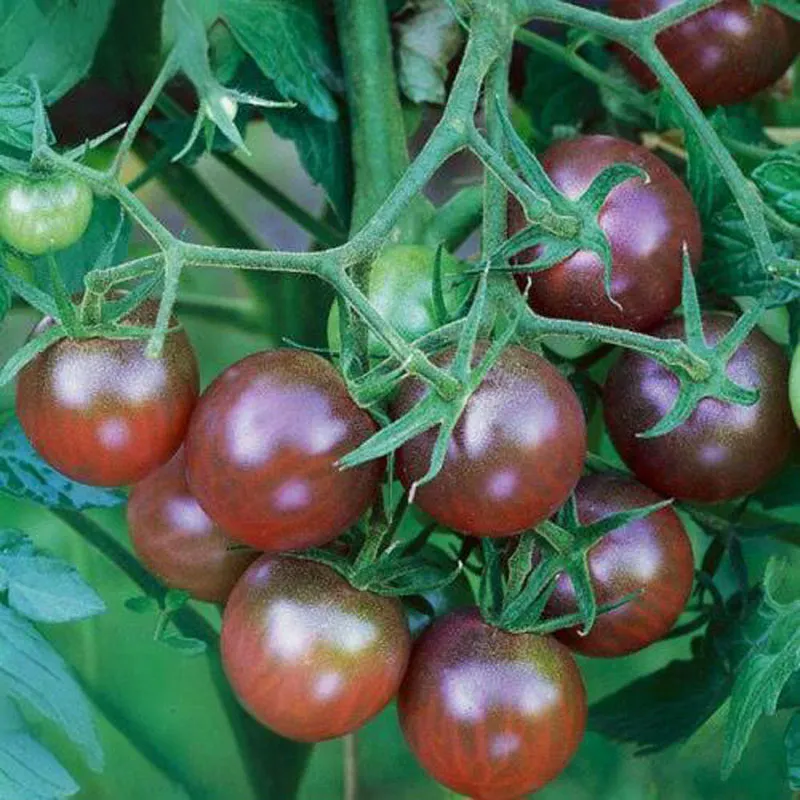 Среднеплодный помидор «Мэнсян Цзыинтао»