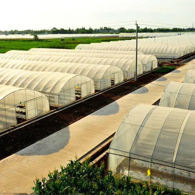 Большепролётный одиночный парник