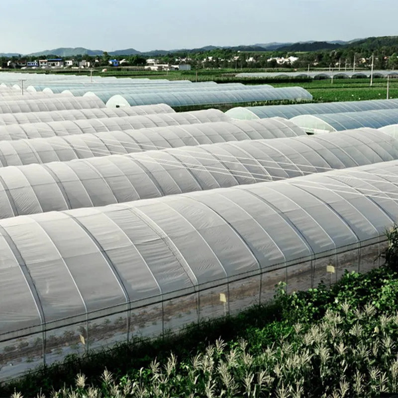 Большепролётный одиночный парник