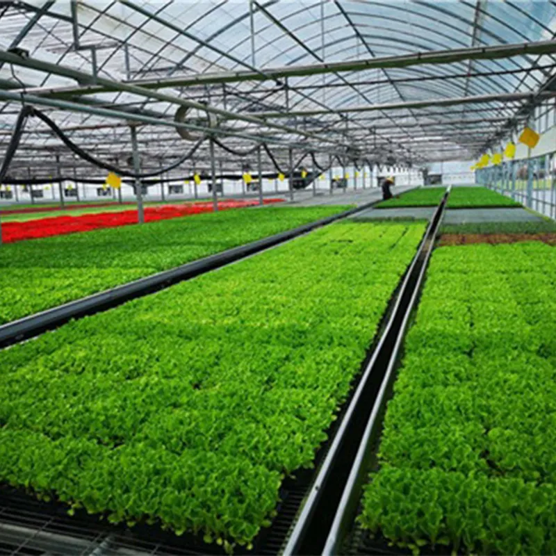 Многопролётные плёночные теплицы