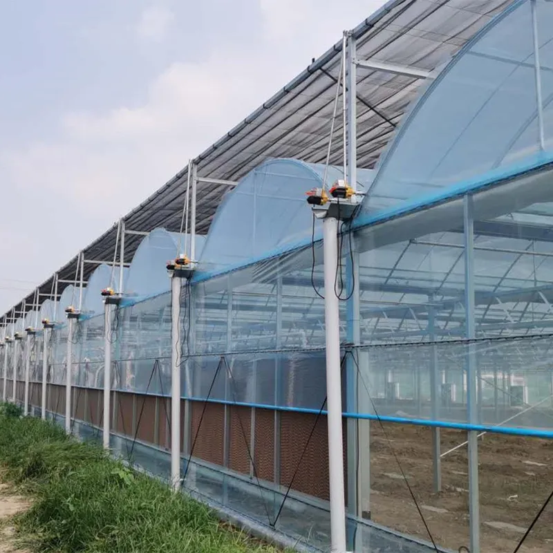 Плёночные многопролётные теплицы