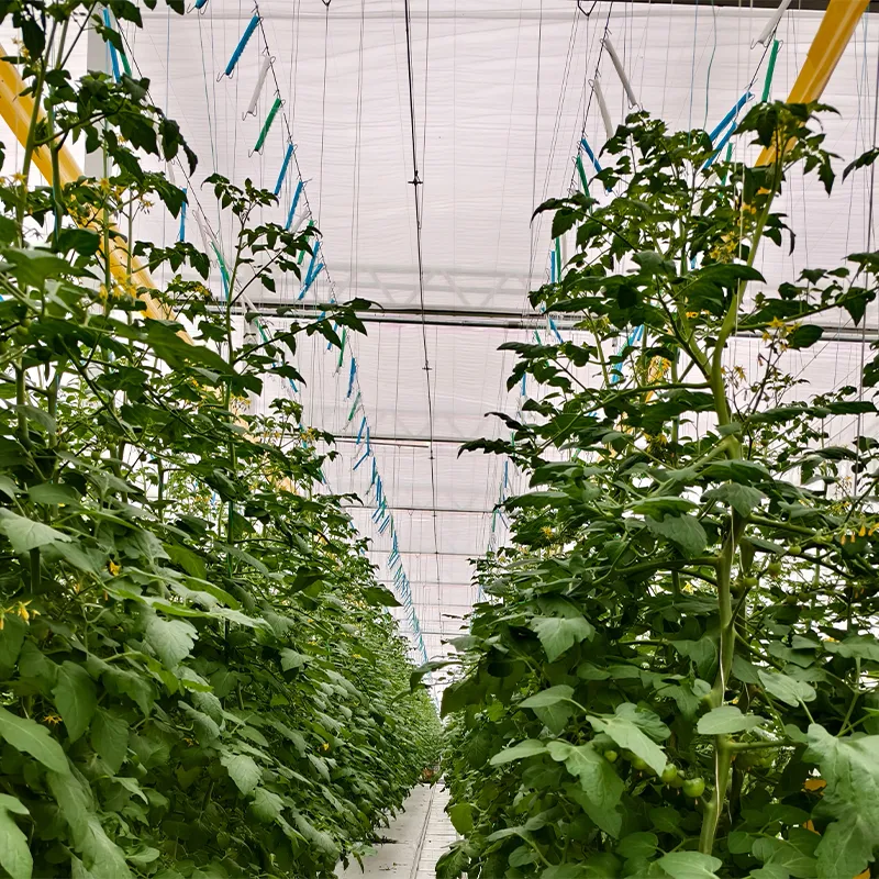 Подвесные системы выращивания