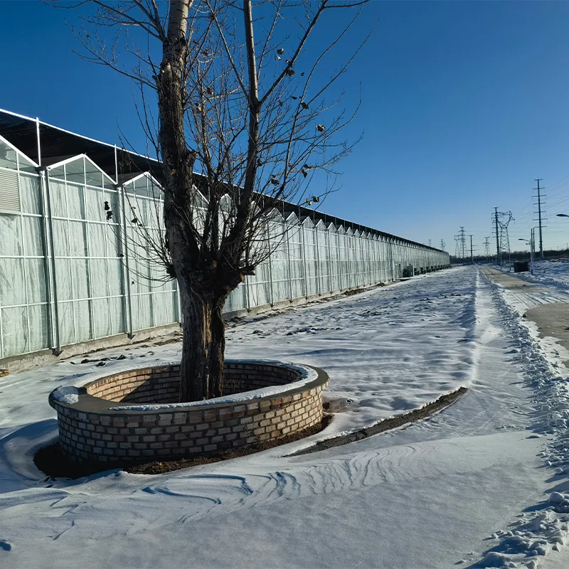 Различные типы теплиц для выращивания