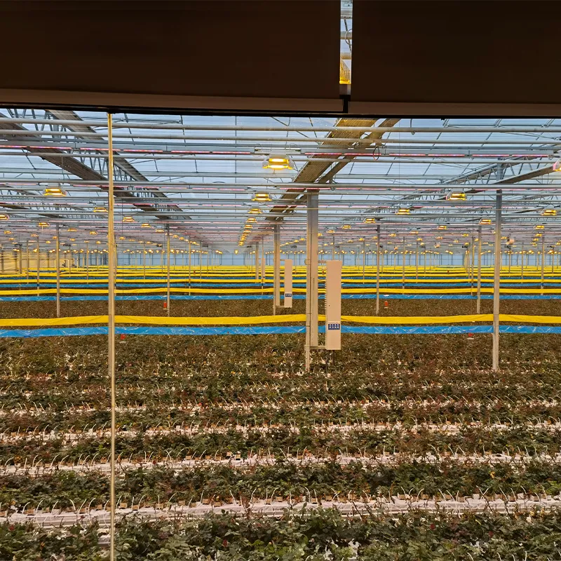 Системы досвечивания LED-лампами для растений