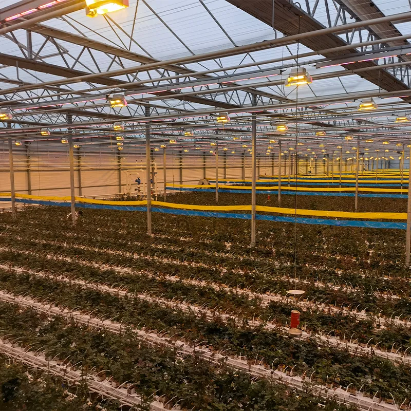 Системы досвечивания LED-лампами для растений