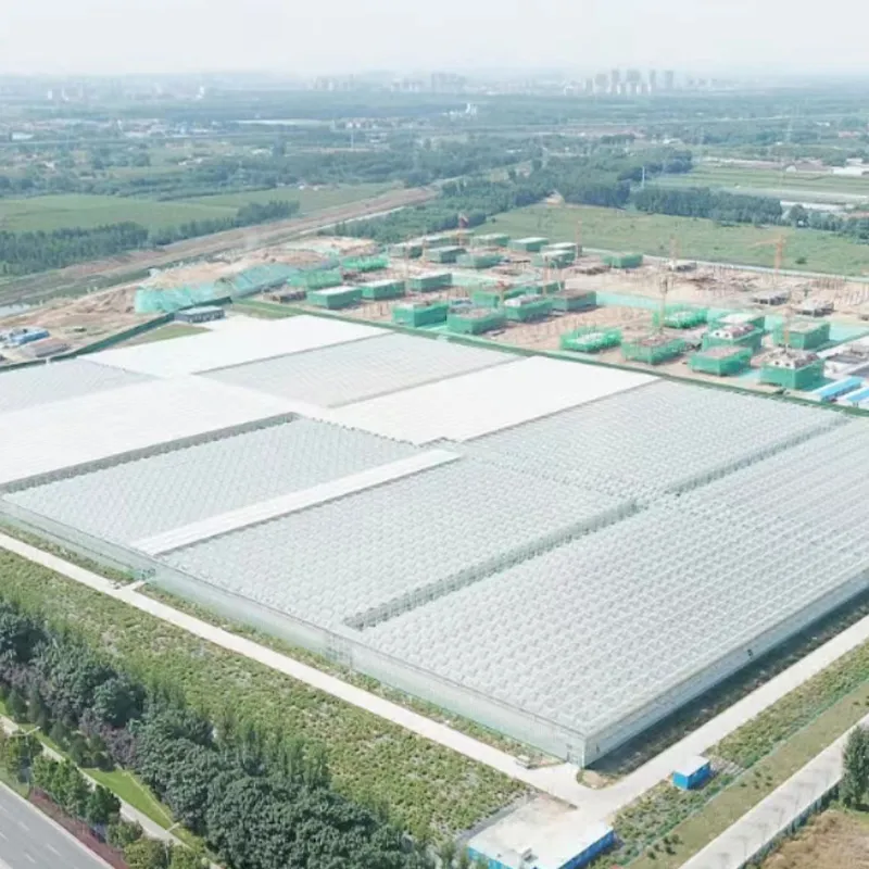 Тепличный проект Шаньдунской овощной группы