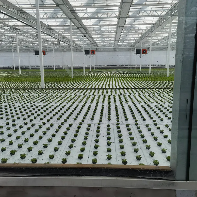 Теплица для выращивания рассады