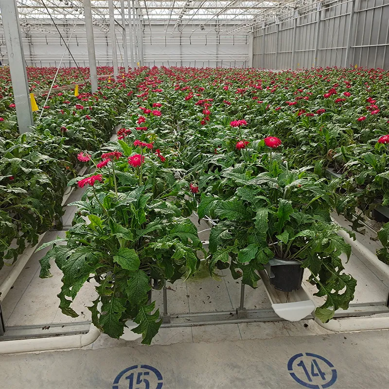 Теплица для выращивания цветов