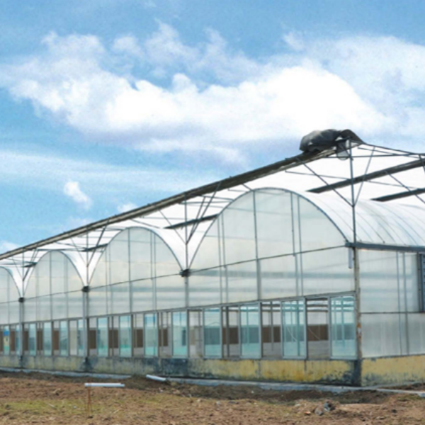Связанные пленочные теплицы и стеклянные теплицы: выбор и факторы, которые следует учитывать при создании современных сельскохозяйственных объектов