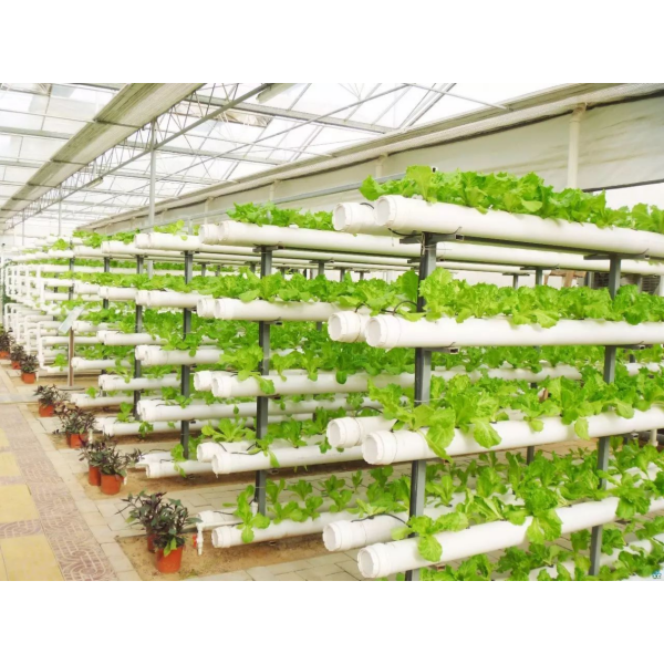 Беспочвенное земледелие: инновации в современных сельскохозяйственных технологиях открывают новый этап в экологически чистом производстве