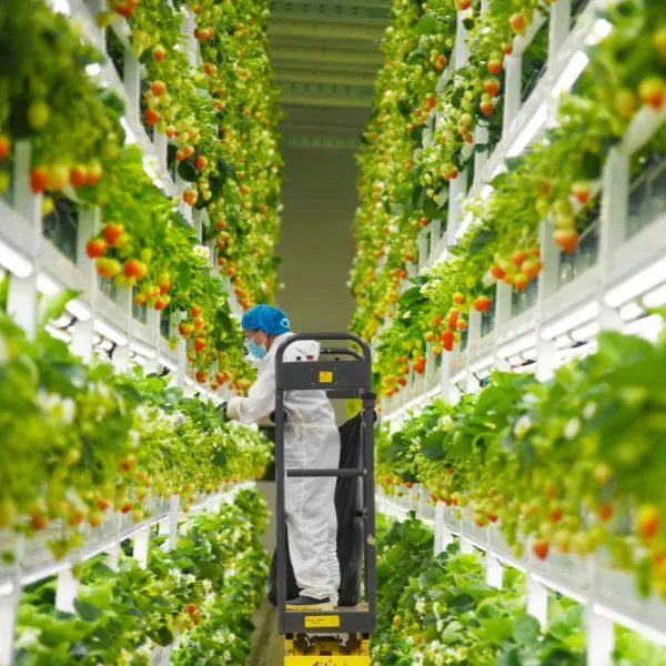 Применение теплиц в сельском хозяйстве для отдыха