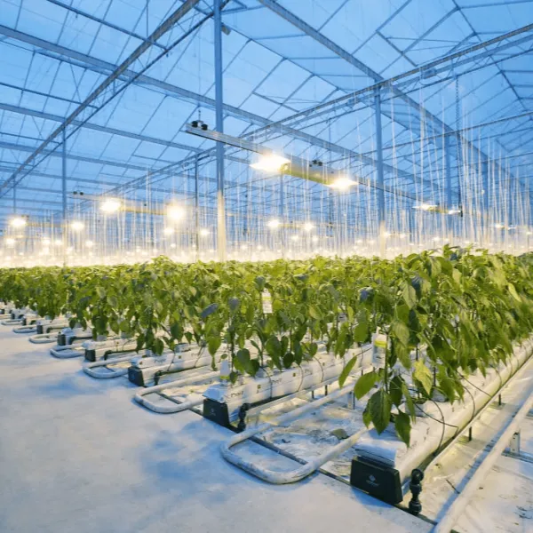 Сравнение интеллектуальных теплиц и традиционных теплиц