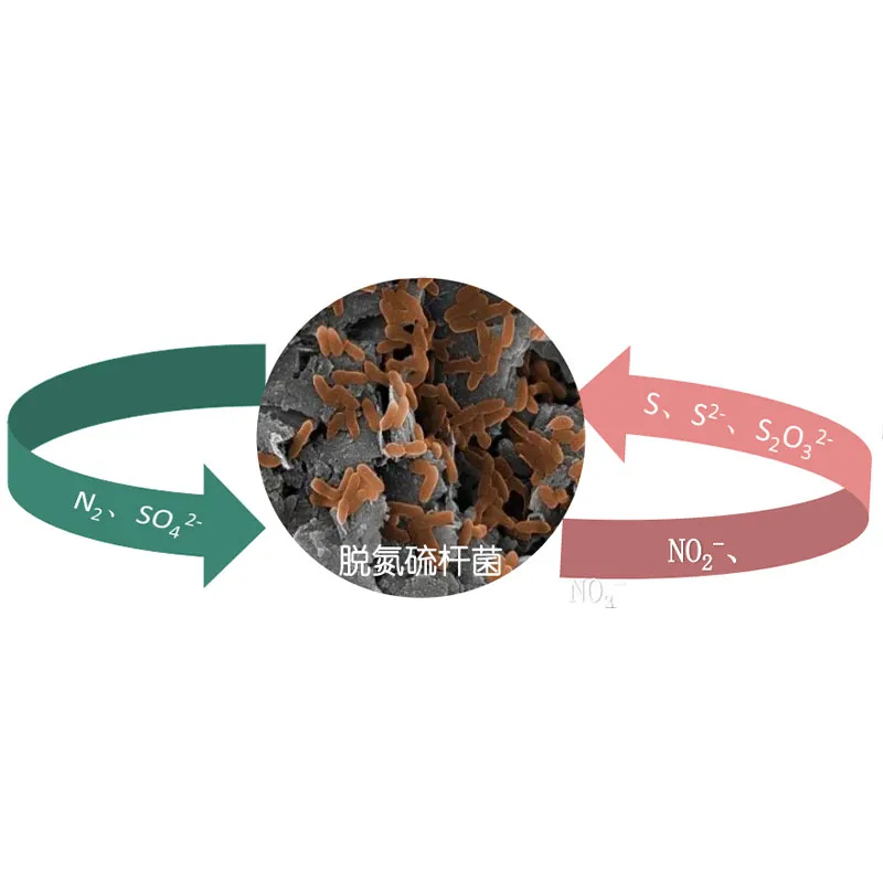 Технология серной автотрофной денитрификации