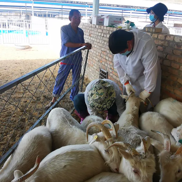 В сельскую местность, чтобы посмотреть на зажиточных людей | Хороший кашемир из храма Цзычжоу Лаоцзюнь