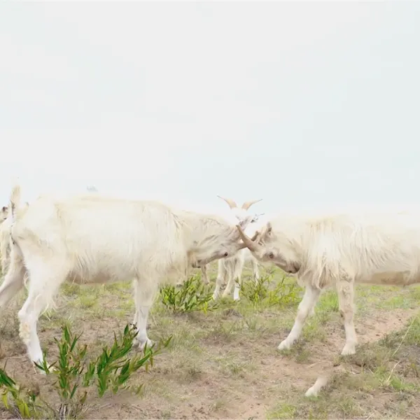 Стандартная поза для зимы 90-х – достижение кашемировой свободы – первый шаг