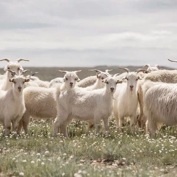 Как ветеран сбора шерсти, знаете ли вы, как собирать шерсть?