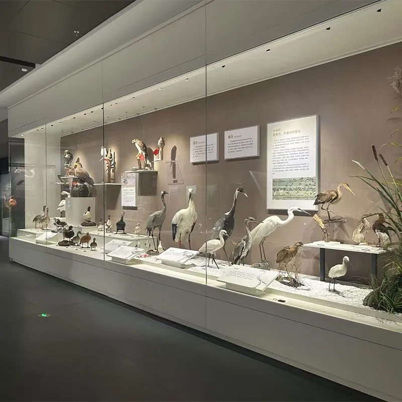 Музейная витрина-Отдельно стоящая витрина 2