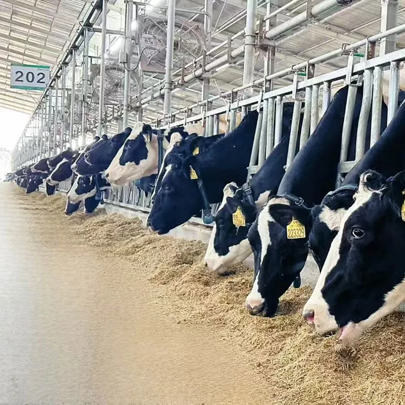 Бесшумная самоблокирующаяся кормовая решетка для КРС