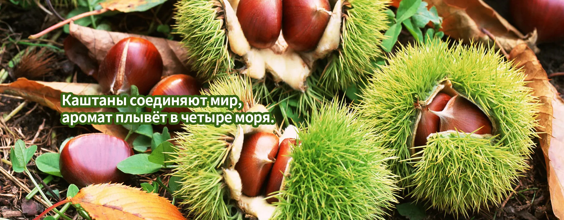 Очищенные каштаны banner (1)