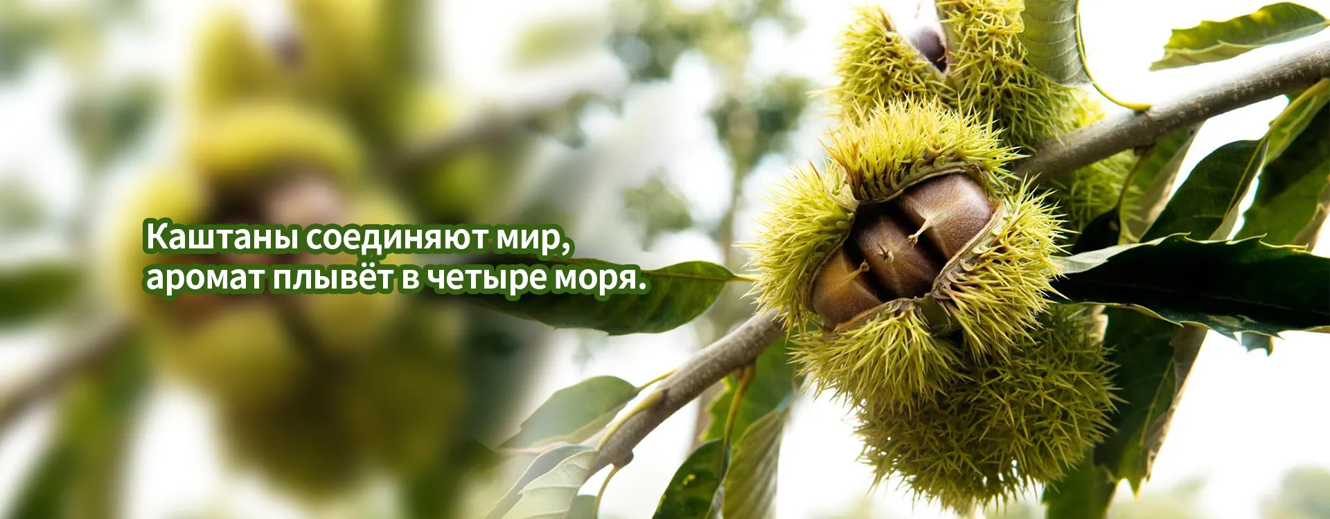 Очищенные каштаны banner (2)