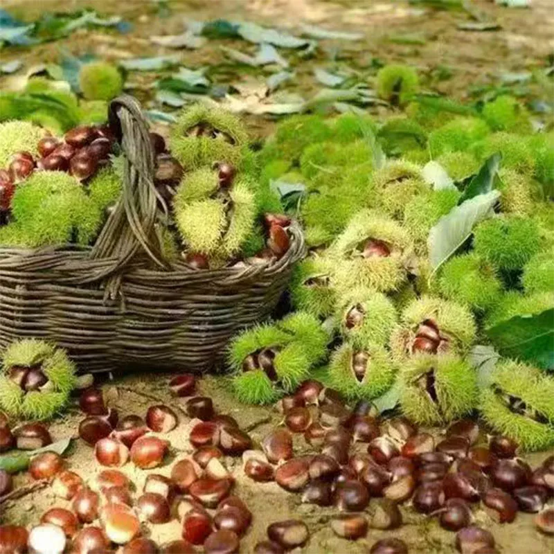 Свежие каштаны