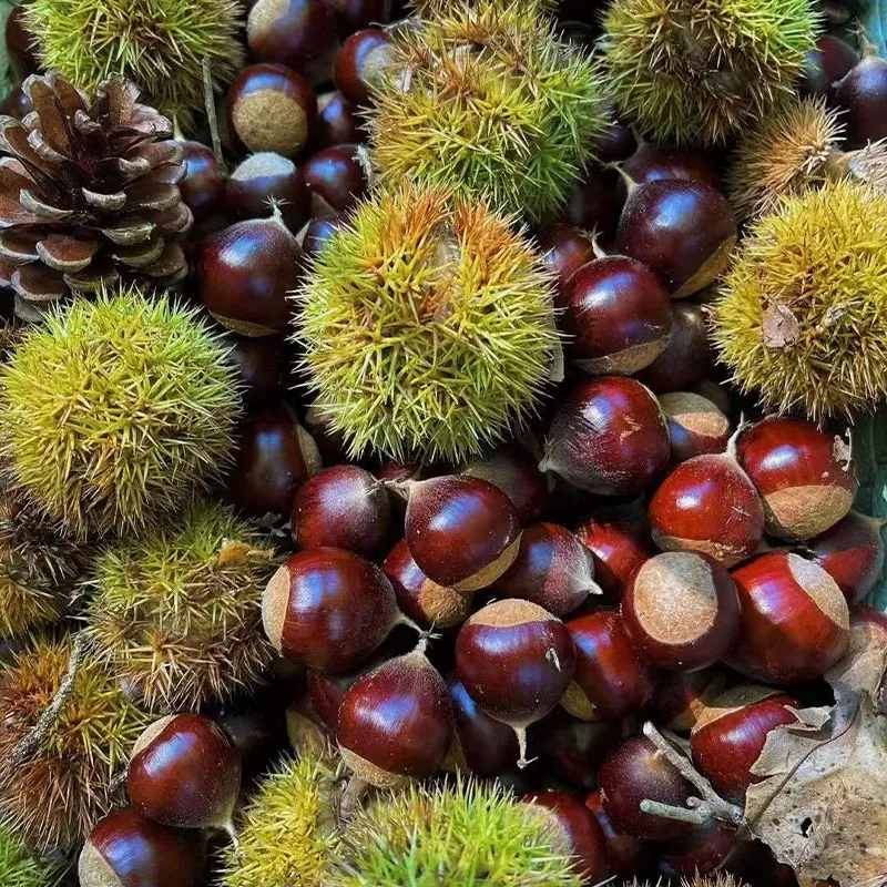 Свежие каштаны