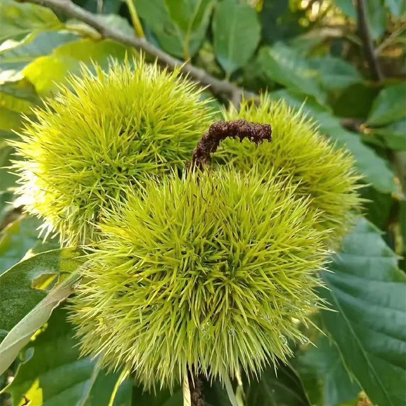 Свежие каштаны