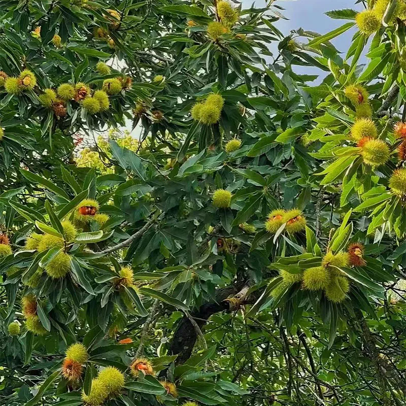 Свежие каштаны