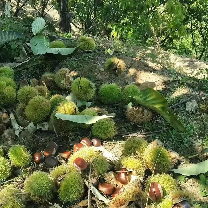 Свежие каштаны