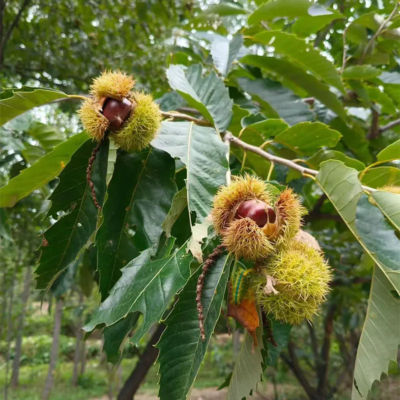 Свежие каштаны