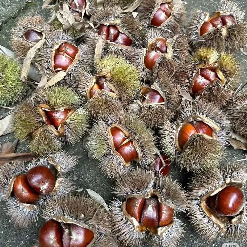 Свежие каштаны