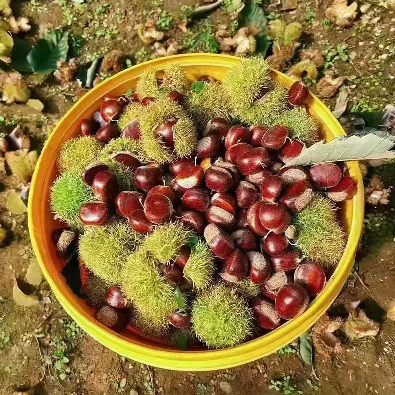 Свежие каштаны