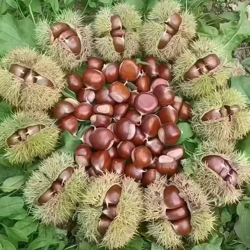 Свежие каштаны