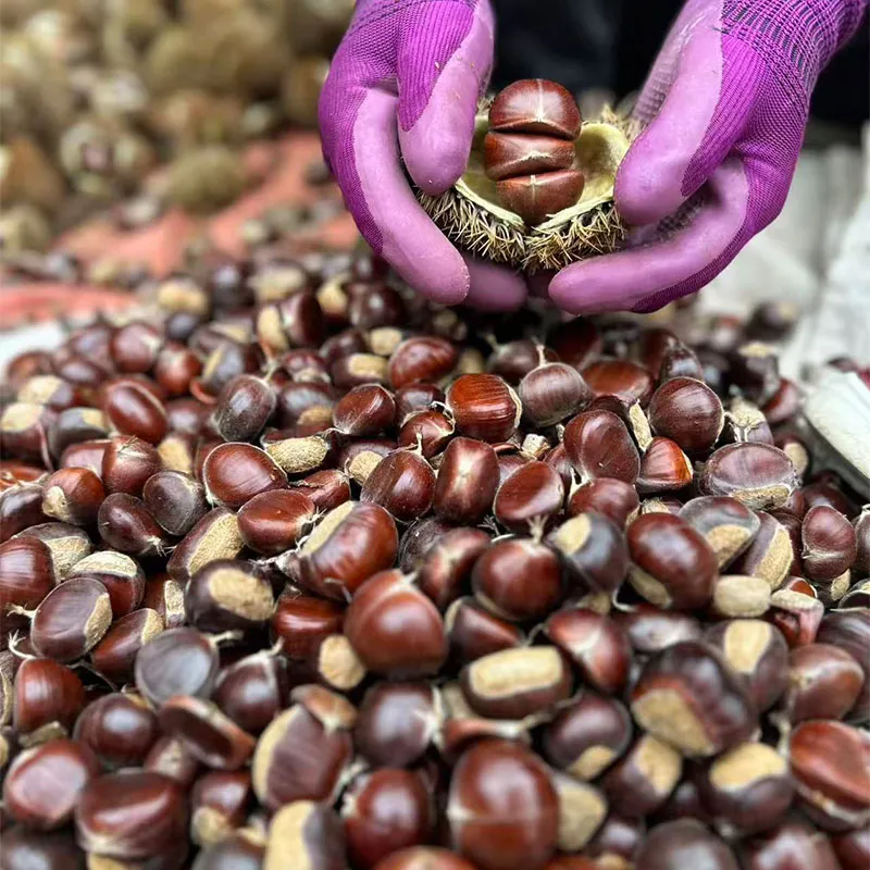 Свежие каштаны