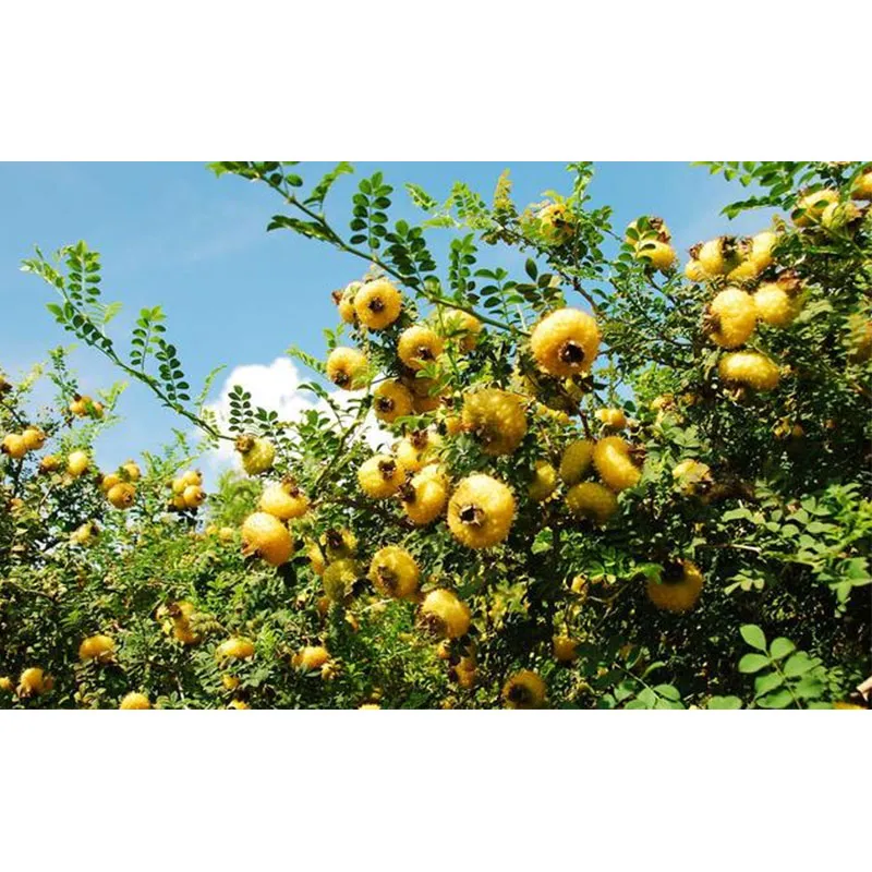 Рекомендуемые продукты этой недели: сушеная опунция