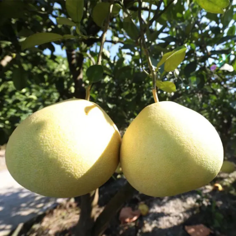 Сичжоу Помело