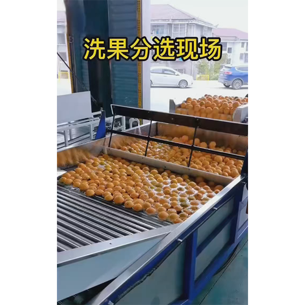 Установка для промывки и сортировки фруктов