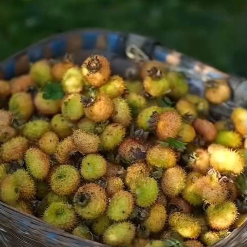 Роза Роксбурга