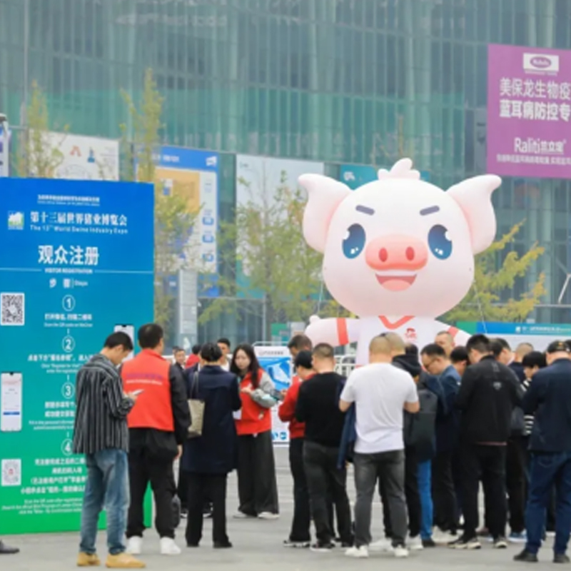 Лиманская свиноводческая выставка: великолепное представление от