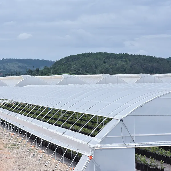 Плёнка для ягод