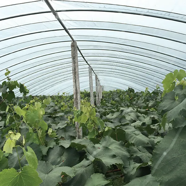 Плёнка для винограда