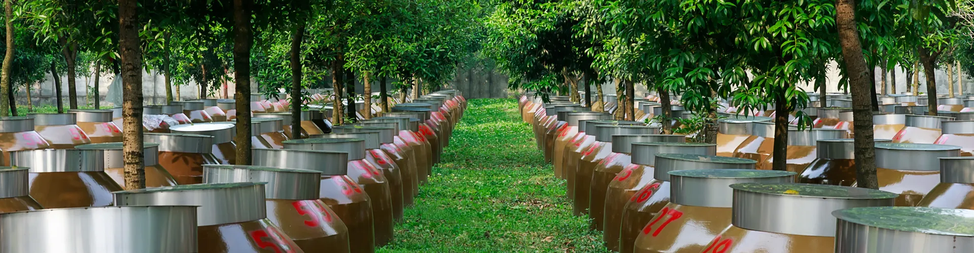 Фэнчунь Рубин