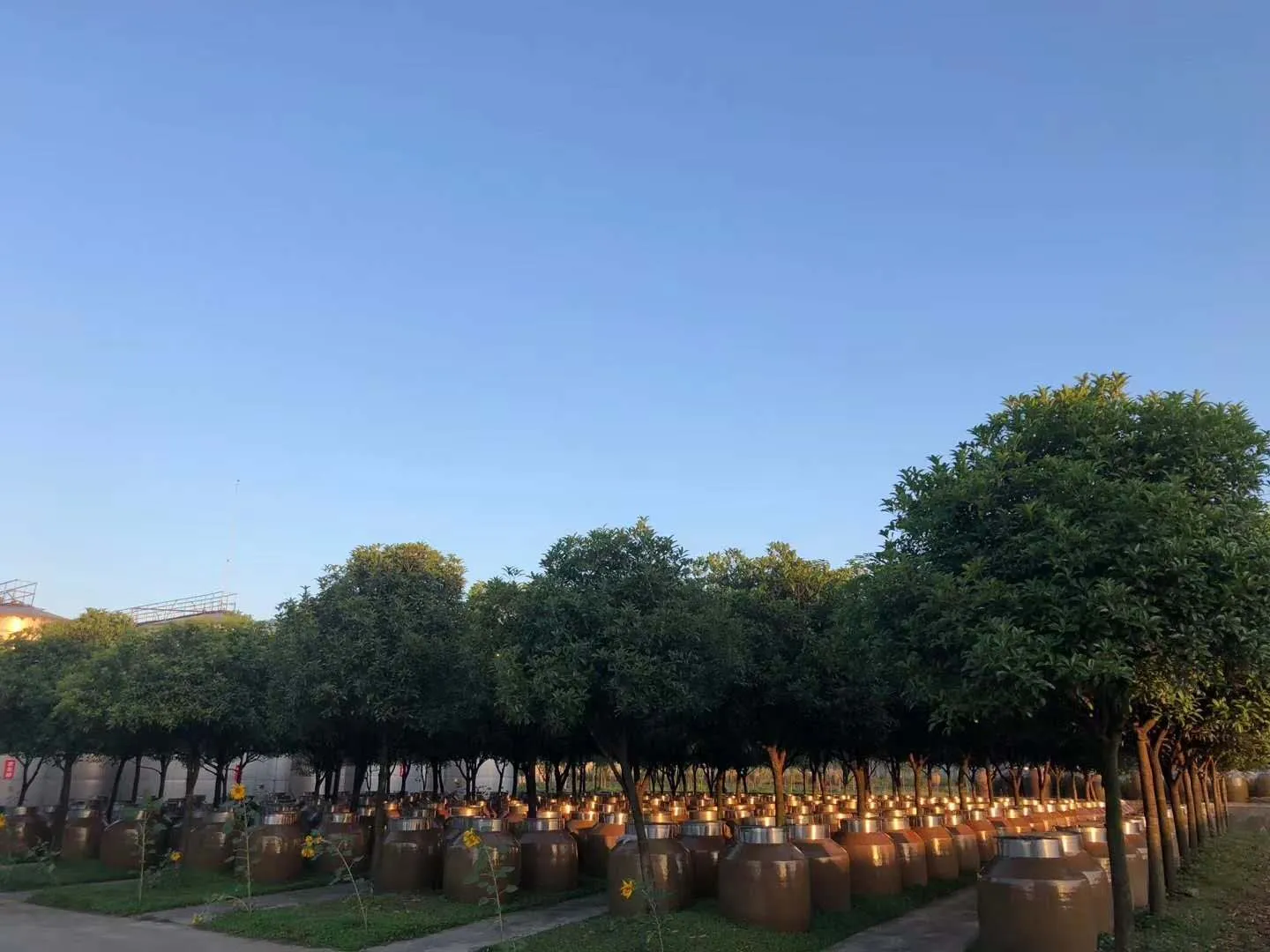 Белый нефрит во флаконе: китайская байцзю — аромат тысячелетий