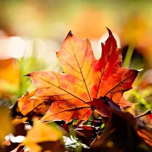 Осеннее равноденствие и разговор о вине