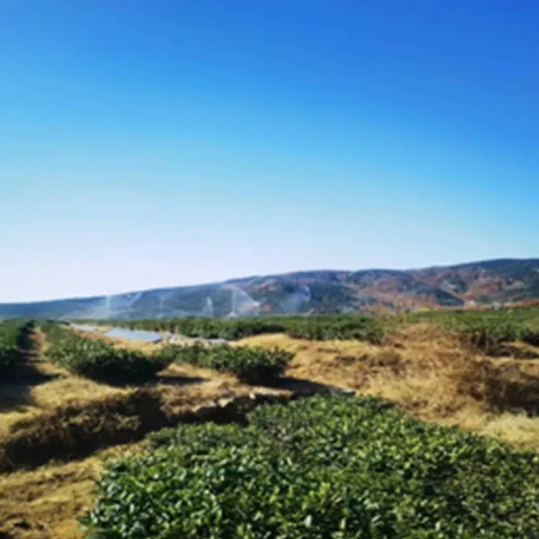 Жичжао ланьшань цзюфэн проект интеллектуального ирригационного подъема чайной плантации солнечная гора