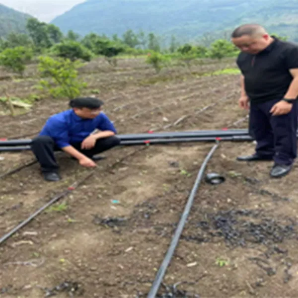 Проект интеграции водяных удобрений для выращивания имбиря в деревне строительства ляншаньийского автономного округа провинции сычуань