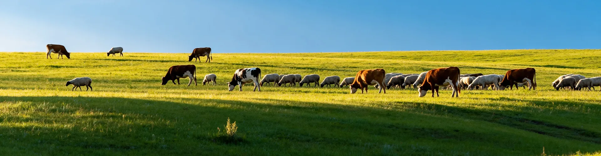 Выставка ООО Шаньдун Линьяо Интеллектуальное Сельское Хозяйство Технолоджи в центре внимания | Интеллектуальное сельское хозяйство ООО Шаньдун Линьяо Интеллектуальное Сельское Хозяйство Технолоджи блистает на отраслевом саммите, поддержка руководства способствует новому развитию